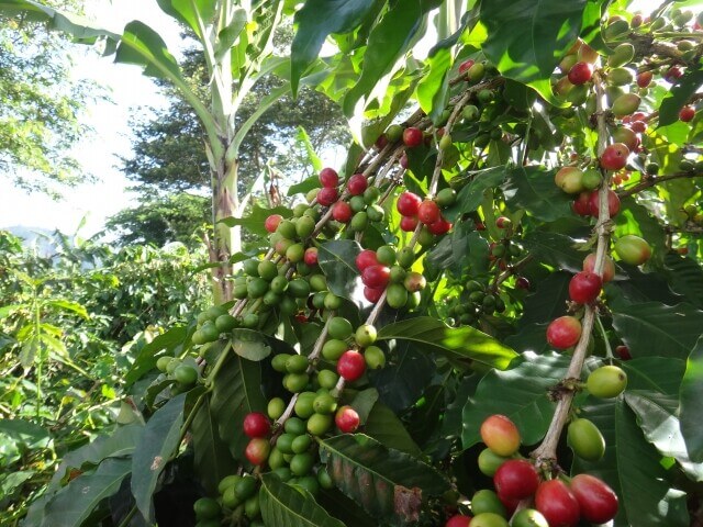コーヒーの木に実る赤いコーヒーの実