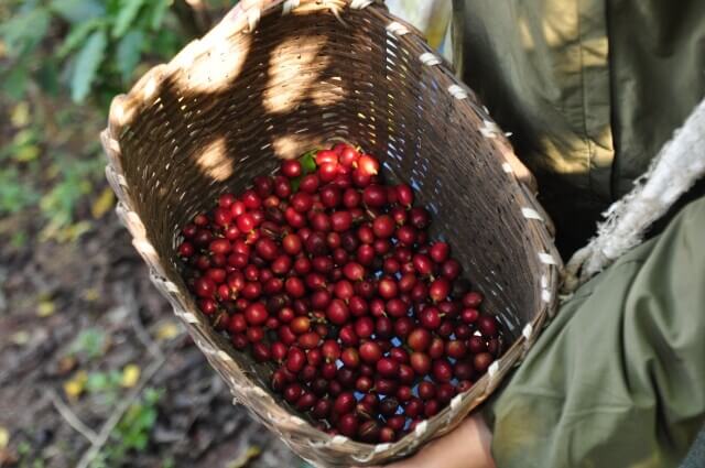 コーヒーチェリーをカゴに収穫している写真